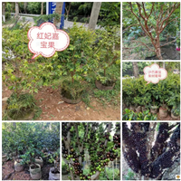 云南榴莲蜜苗果苗榴莲树