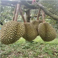 海南金枕榴莲苗