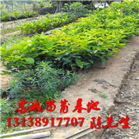莲雾(黑金刚)品种，海南莲雾苗，海口莲雾苗 