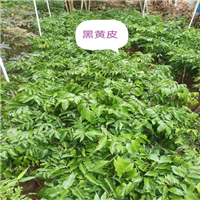 云南西双版纳榴莲蜜苗场
