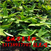 广西莲雾苗基地，广西莲雾苗，广西黑金刚莲雾苗 