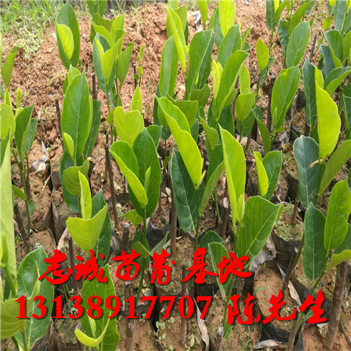马来西亚一号菠萝蜜苗基地 