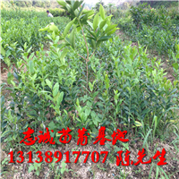 香水柠檬苗报价#香水柠檬苗批发价格 