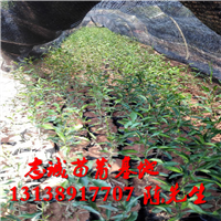 香水柠檬苗基地￥云南香水柠檬苗 