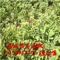 福建番石榴苗批发，福建番石榴苗供应商