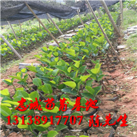 菠萝蜜苗马来西亚5号，7号品种