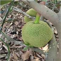 五号红肉菠萝蜜苗价格