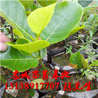 马来西亚一号菠萝蜜苗多少一株？ 