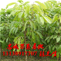 福建龙眼苗￥福建龙眼苗批发 