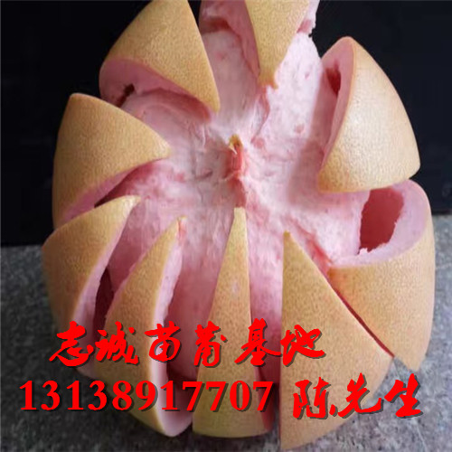 红心蜜柚苗价格多少？急求红心蜜柚苗 