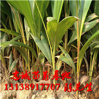 海南椰子苗基地，海南椰子苗，批发椰子苗