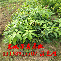 海南芒果苗出售#云南芒果苗出售 
