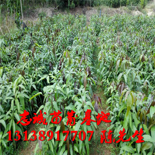 芒果苗直生树，海南芒果树，海口芒果树