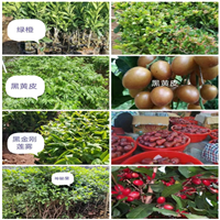云南榴莲树木苗精品