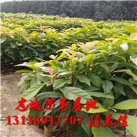 牛油果苗多少一株？云南牛油果苗基地 