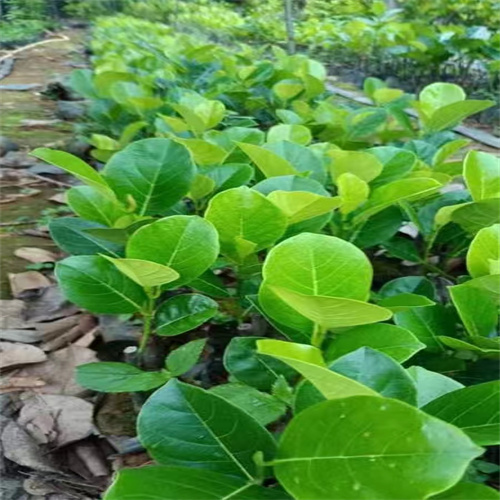 云南榴莲蜜苗厂家供应