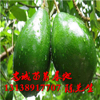 牛油果苗出售￥出售牛油果苗 