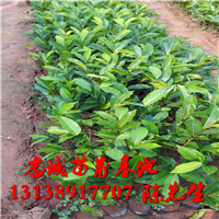 云南凤梨释迦苗批发 