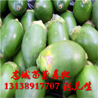 海口槟榔苗基地，海口槟榔苗，供应槟榔苗