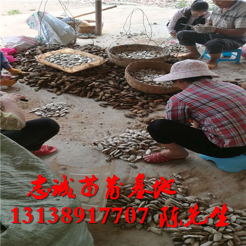 芒果种子怎么卖？广东芒果种子批发