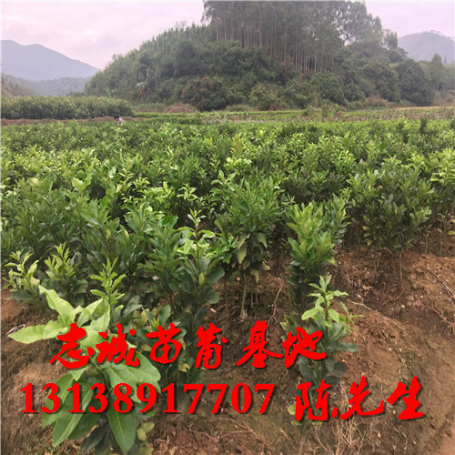 云南红心蜜柚苗报价￥云南红心蜜柚苗基地 