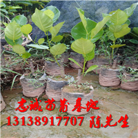 马来西亚一号菠萝蜜苗价格 