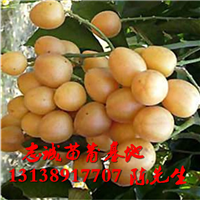 广西黄皮果苗基地，广西批发黄皮果苗