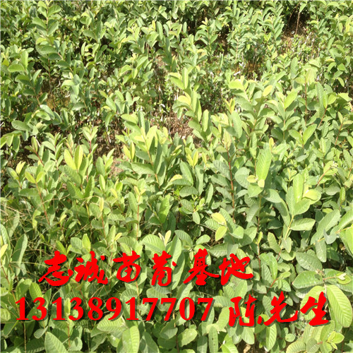 福建番石榴苗批发，福建番石榴苗供应商