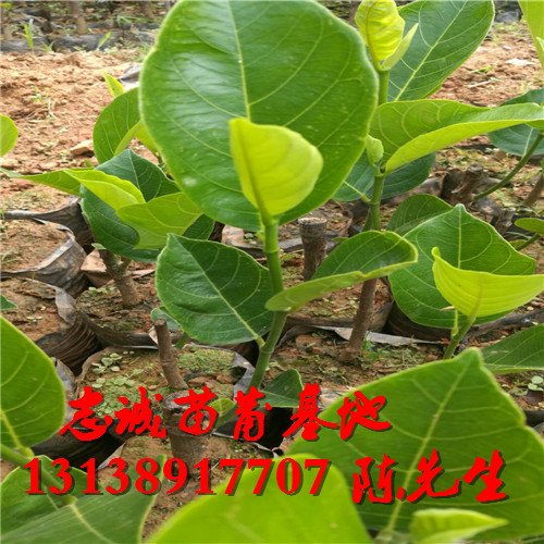 海南菠萝蜜苗批发，海口菠萝蜜苗出售