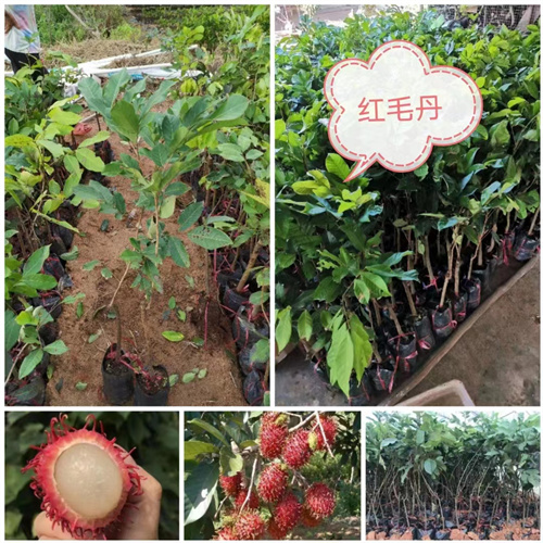 云南省榴莲蜜苗百度爱采购