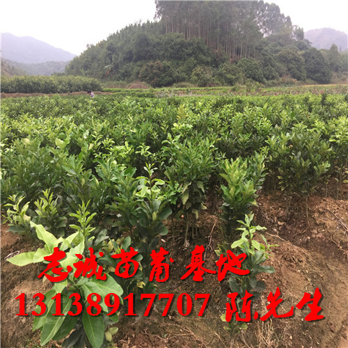 云南红心蜜柚苗￥云南红心蜜柚苗批发 