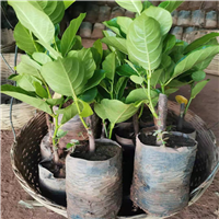泰国八号菠萝蜜苗批发
