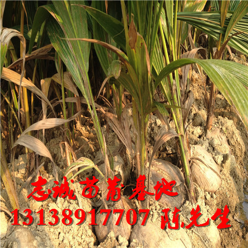 海南椰子苗价格，供应椰子苗，海南椰子苗