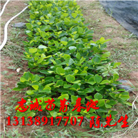 云南菠萝蜜苗基地专业种植菠萝蜜苗 