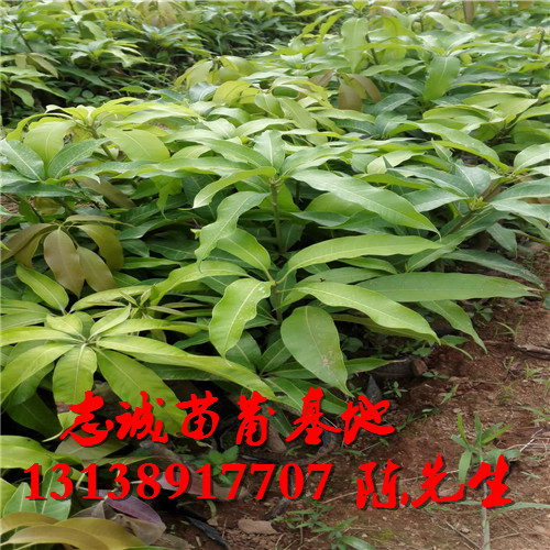 云南芒果苗价格，云南芒果苗，供应芒果苗