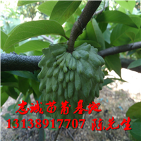 广东番荔枝苗基地，广东番荔枝苗，广东果苗