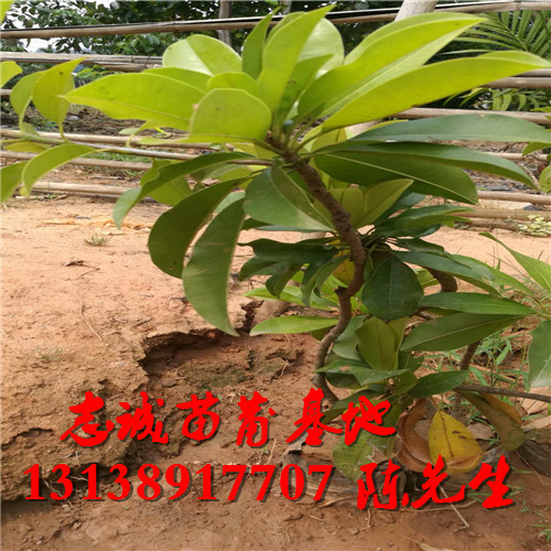 广西人参果苗价格，广西人参果苗，广西果苗