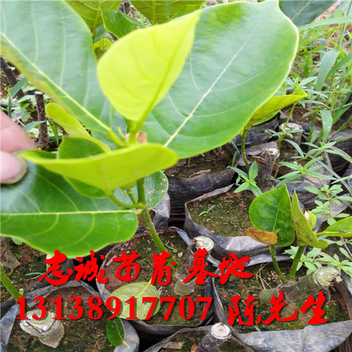 马来西亚一号菠萝蜜苗多少一株？ 