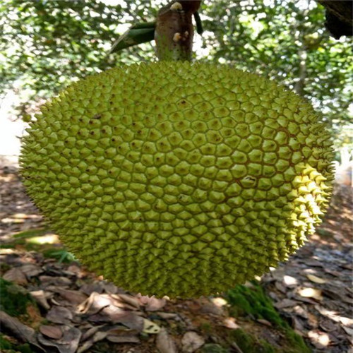 海南珍珠菠萝蜜苗
