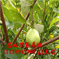 哪里有番石榴苗卖？云南番石榴苗基地直销