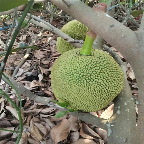 五号红肉菠萝蜜苗价格