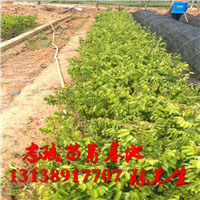 扬桃苗马来西亚(香蜜)品种
