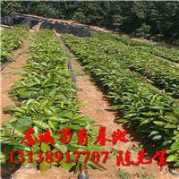 牛油果苗基地直销￥云南牛油果苗 