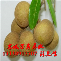 龙眼苗批发，海南龙眼苗，海口龙眼苗 