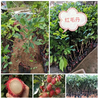 云南省榴莲蜜苗百度爱采购