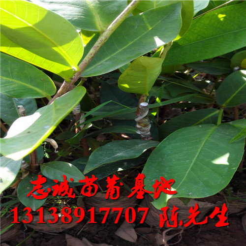 广东莲雾苗价格，广东莲雾苗，广东黑金刚莲雾苗 
