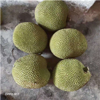 海口珍珠菠萝蜜苗