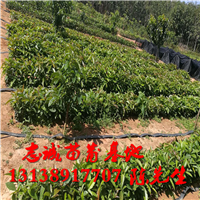 牛油果苗批发￥牛油果苗批发价格 