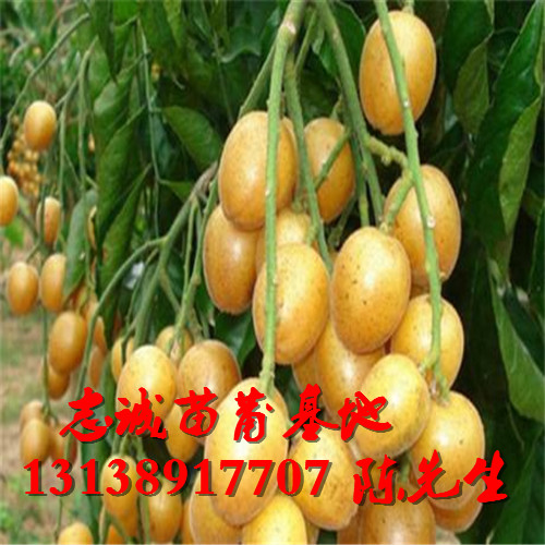 广东黄皮果苗价格，广东黄皮果苗基地