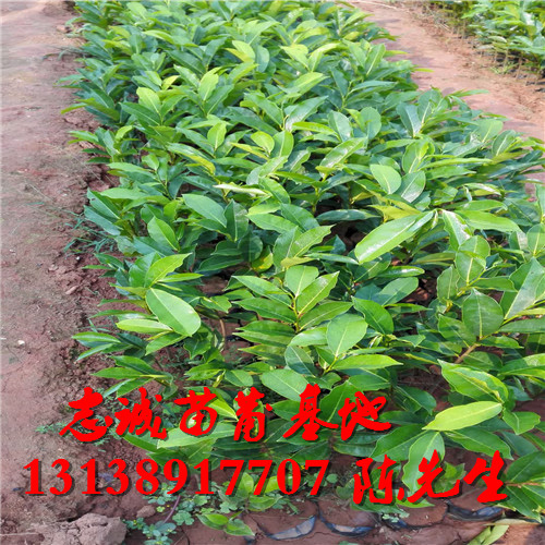 云南凤梨释迦苗批发 
